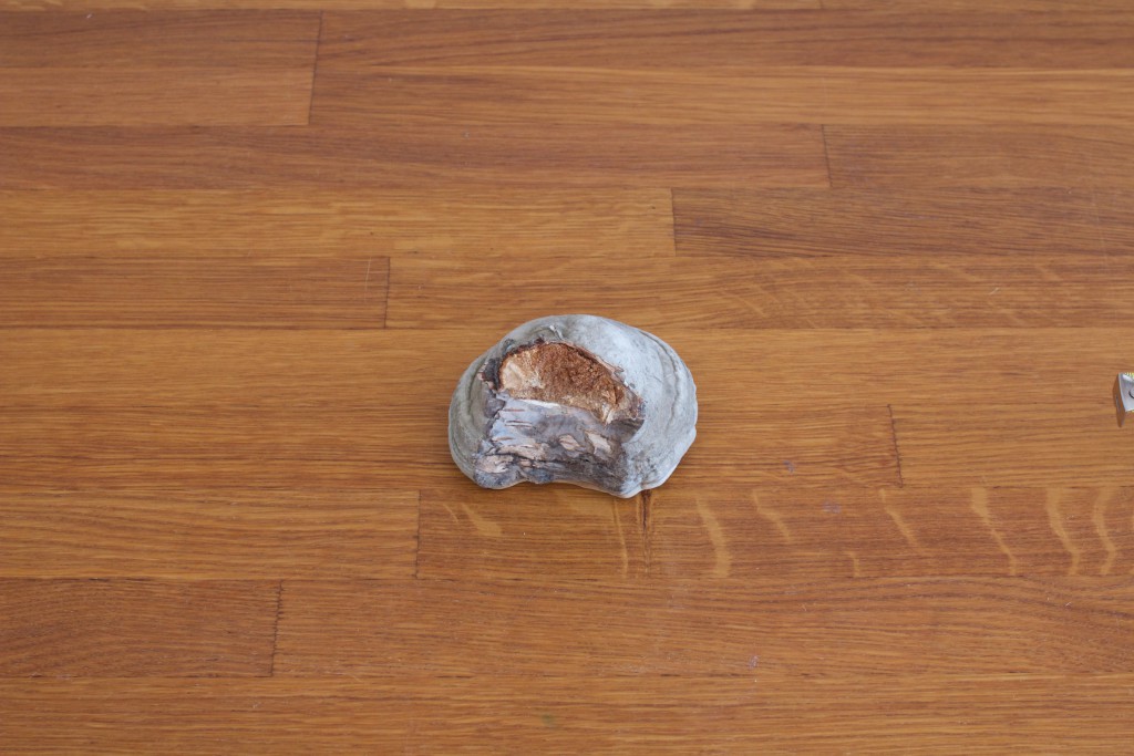 Натуральный березовый гриб трутовик размер 4 фото 5 - Купить огниво .